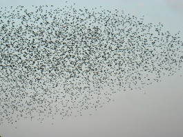 gestaltung [design] postler