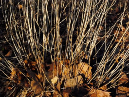 gestaltung [design] postler